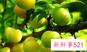 梦见洗李子说明什么意思