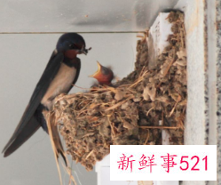 家门口有燕子建窝是好还是不好