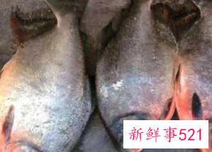 鲳鱼和什么食物相克