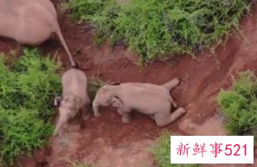 云南北移象群里的小象打架