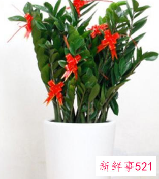 客厅养什么花好旺财,在山东