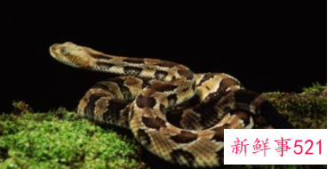 男人梦见蛇在身体里面是什么意思