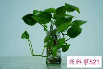 属虎养什么植物旺财