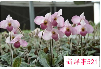 华南国家植物园揭牌成立,物种保育2万种以上