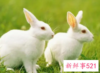 属兔的女人喜欢什么性格的男人