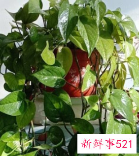 绿萝怎么养才能爆盆