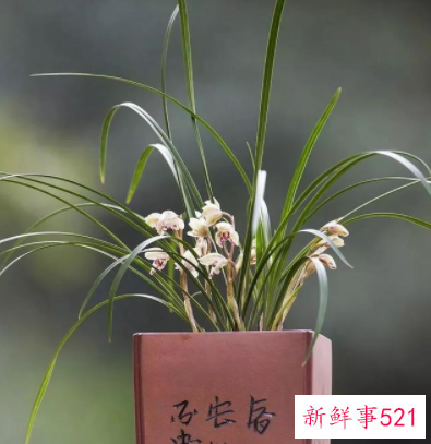 象征身体健康的花