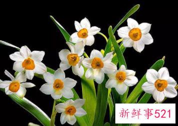 象征身体健康的花