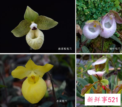 华南国家植物园揭牌成立,物种保育2万种以上