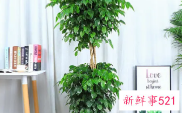 客厅养什么花好旺财,在山东