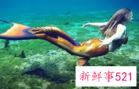 梦见美人鱼是怎么回事