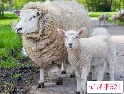 最善良的生肖女