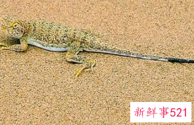 梦见壁虎在墙上爬是什么意思