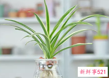 办公室适宜种植的植物有哪些