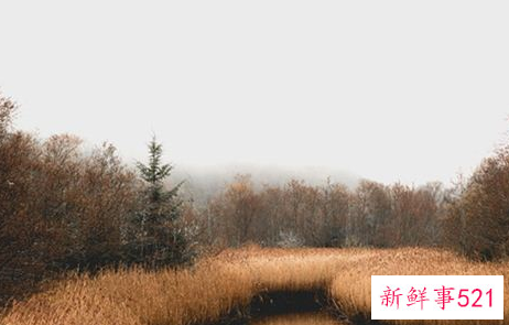 梦见陷入沼泽是什么意思