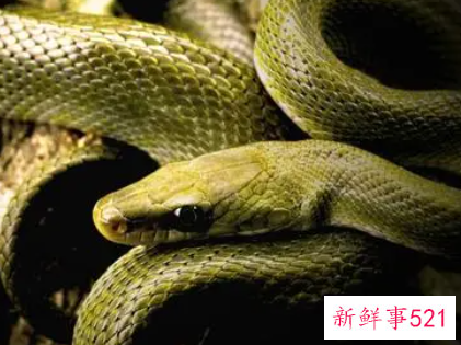 梦见被子里有蛇是什么意思