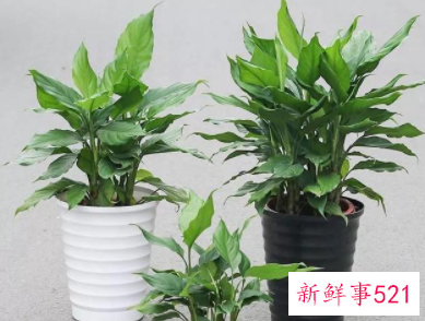 象征身体健康的花