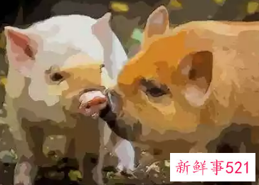 83年属猪38岁有一劫