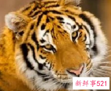 虎年宝宝名字洋气