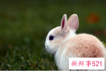 属兔的好运名字