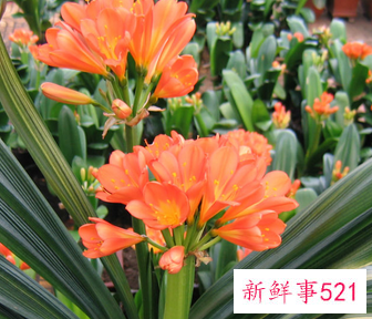 君子兰的寓意是什么