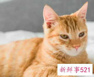 梦见猫咬我手什么预兆