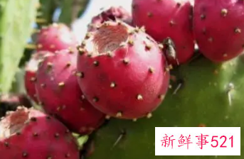 仙人掌果泡水喝的神奇功效