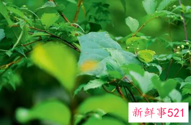 梦见树叶的寓意