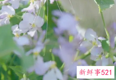 这几个星座女性格倔强天生高傲难伺候