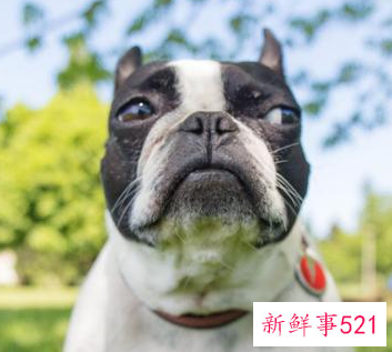 法斗犬和八哥的区别