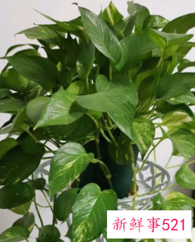 绿萝怎么养才能爆盆