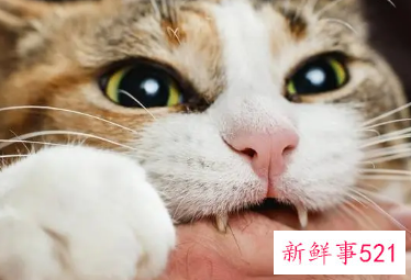 梦见猫咬我手什么预兆