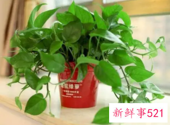 木床气味很大是甲醛吗