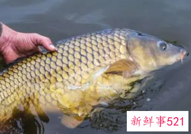 梦见拉鱼是什么意思