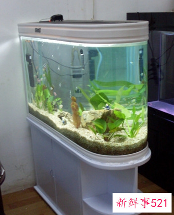 养鱼鱼缸的风水选择