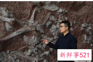 剑龙中国起源说添再新证据：重庆出土最古老的剑龙化石