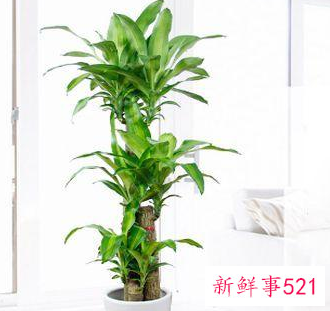 客厅养什么花好旺财,在山东