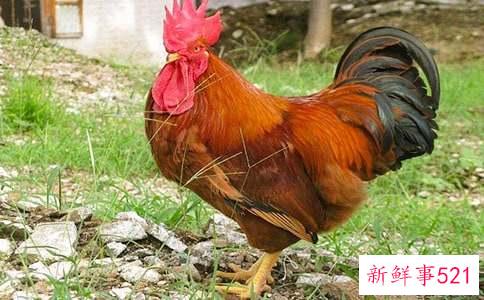 周公解梦梦见被公鸡追是什么意思