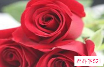 红玫瑰代表什么意思