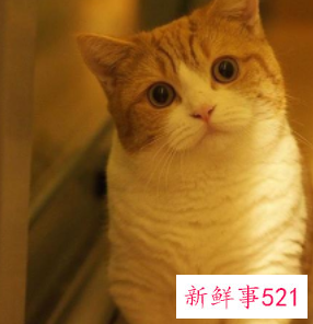 猫咪怀孕初期症状有哪些