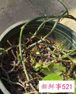 绿萝怎么养才能爆盆