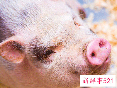 鼠和猪的属相合不合财