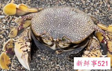 孕妇梦见蟹是什么意思