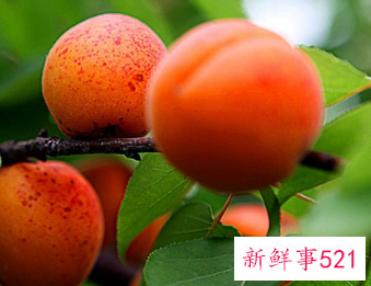 哪些水果最有营养价值