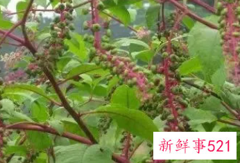 这十种植物碰不得