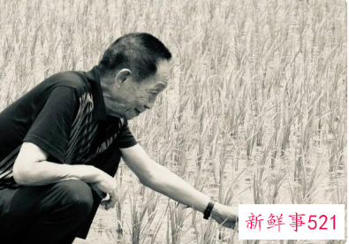 今日袁隆平院士在长沙下葬