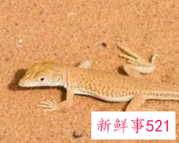 梦见壁虎在墙上爬是什么意思