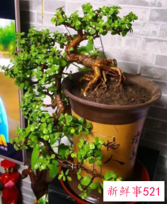 象征身体健康的花