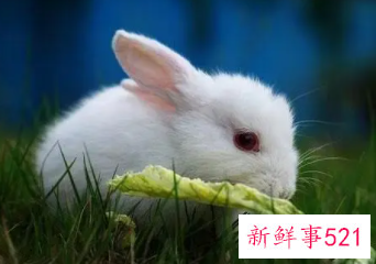 属兔的女人喜欢什么性格的男人