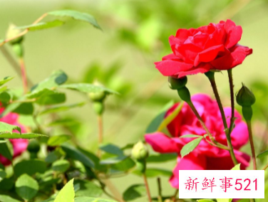 跟双子座女生道歉送什么花好